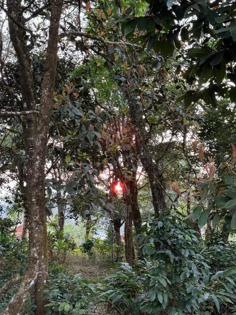 Shrenya Orchidz-Coorg Nature Stay Madikeri Exteriör bild